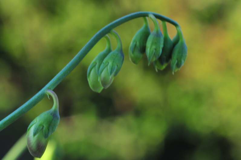 Fabaceae: Lathyrus sylvestris